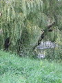 Олеський замок